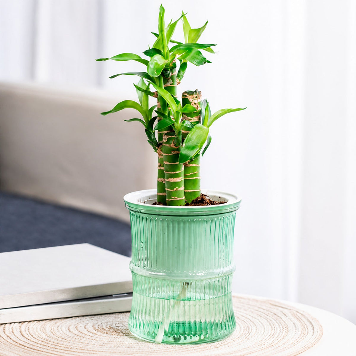 Self-Watering Plant Pot