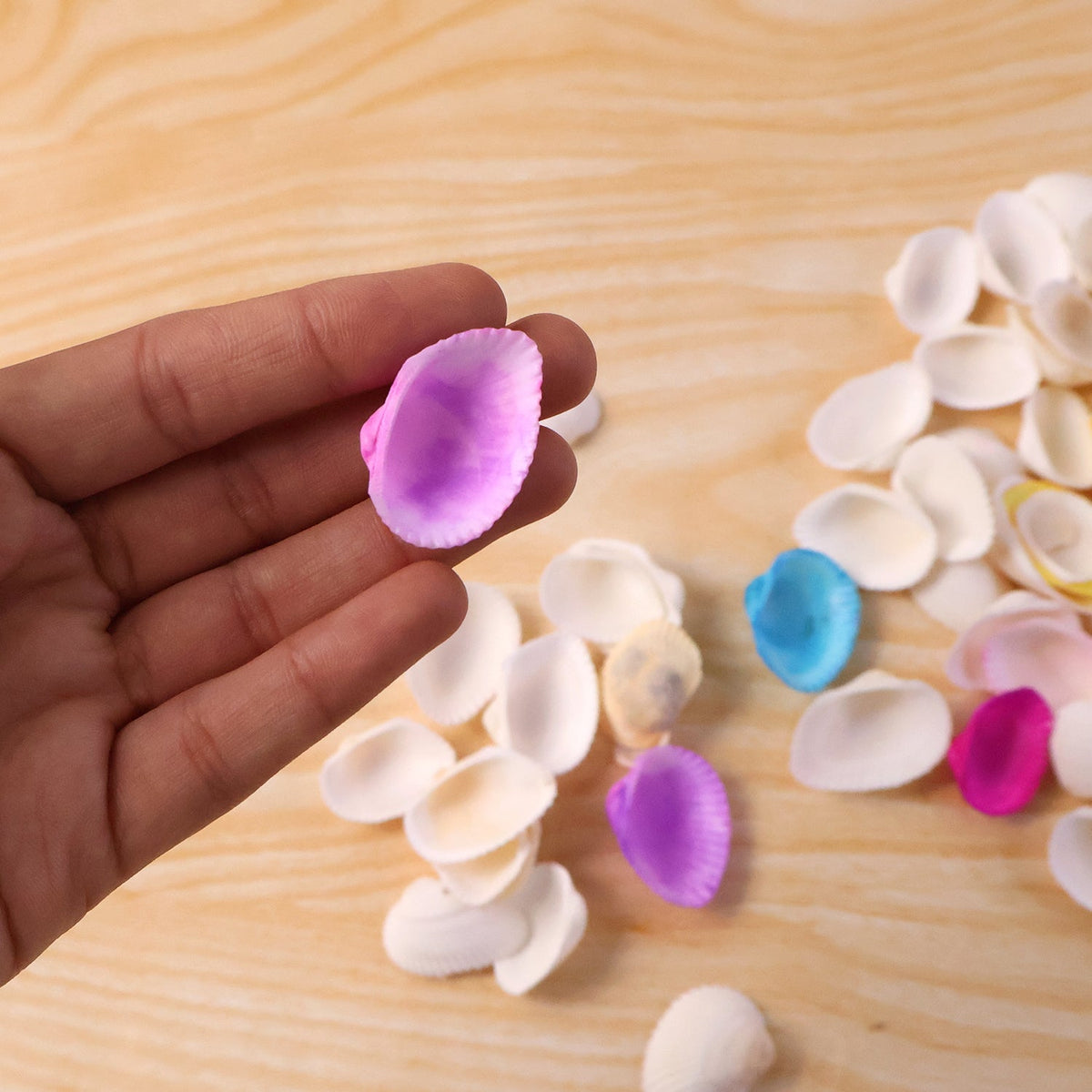 Craft Seashells